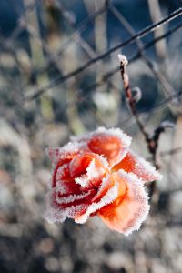 Kaboompics - Frozen flower