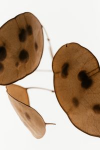 Kaboompics - Close Up Of Translucent Seed Pods With Natural Texture