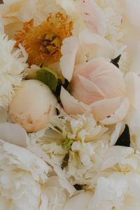 Kaboompics - White and Peach Flower Petal Close-Up with Botanical Texture