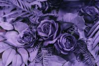 Kaboompics - Ultra Violet Roses and Fern Foliage Floral Arrangement