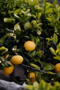 Kaboompics - Lemons Growing among Dark Citrus Leaves