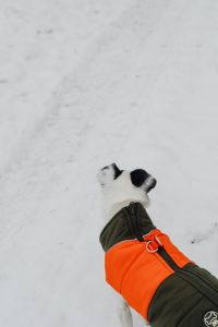 Kaboompics - Winter Hiker Walking Through A Frost Covered Forest