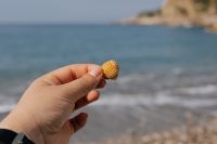 Kaboompics - Hand Holding a Small Seashell against a Blurred Beach Background