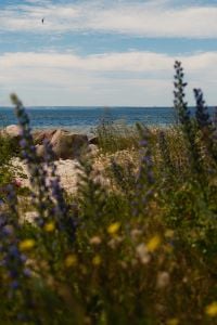 Kaboompics - Wildflower Coastal Landscape on the Baltic Sea