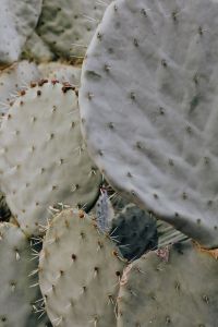 Kaboompics - Overlapping Prickly Pear Pads with Scattered Spines