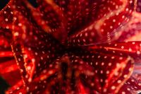 Kaboompics - Close-up of the red tulle bow