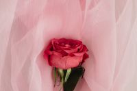 Kaboompics - Red Rose Centered on Pink Sheer Fabric, Romantic Background