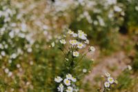 Kaboompics - Close Up of Flowering Chamomile Blooms