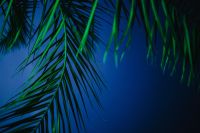 Kaboompics - Illuminated palm trees