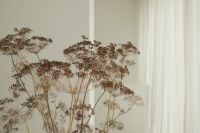 Kaboompics - Dried Umbel Flowers in Neutral Interior with Sheer Curtains