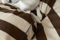 Kaboompics - Small Dog Paws Resting on Brown Striped Bedding
