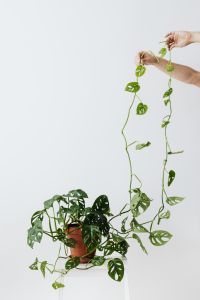 Kaboompics - Monstera Adansonii Monkey Leaf Houseplant