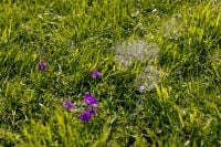 Kaboompics - Iridescent Soap Bubbles above Purple Flowers in Sunlit Grass