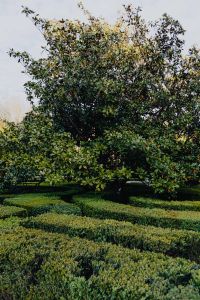 Kaboompics - Formal Trimmed Hedges Beneath a Garden Tree