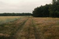 Kaboompics - Meadow Path Between Grain Field and Dark Tree Line