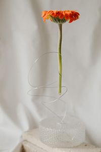 Kaboompics - Delicate Bloom Composition against a Light Textile Background