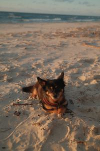 Kaboompics - Small Brown Dog Facing Camera on Sandy Beach at Sunset