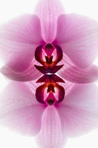 Kaboompics - Double Orchid Reflection In Soft Backlight On White