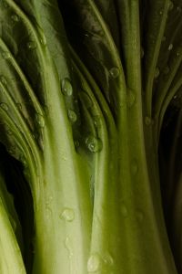 Kaboompics - Green Vegetable Stems with Water Droplets, Macro Texture Background