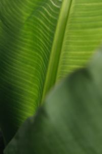 Kaboompics - Banana Green Leaf Backgrounds
