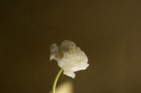 Kaboompics - Frilled White Flower on Green Curved Stem