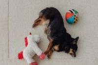Kaboompics - Overhead View of a Dog Resting Beside Plush Toys