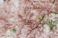 Kaboompics - Tree bloom in early Spring