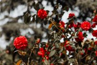 Kaboompics - Red Rose Flowers Among Botanical Garden Leaves