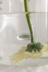 Kaboompics - Close-Up of a Gerbera Submerged in Clear Water