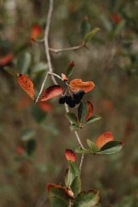 Kaboompics - Black Berries and Red Leaves on a Slender Branch