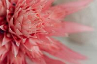 Kaboompics - Pink Aechmea Flower and Striped Leaf Texture