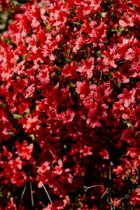 Kaboompics - Delicate Red Flower Sprigs in Botanical Garden Foliage