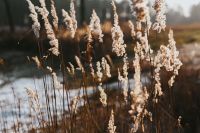 Kaboompics - Sunlit Reed Plumes Above a Snowy Lakeshore, Soft-Focus Nature Background