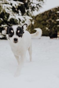 Kaboompics - Close-Up White-and-Black Dog Looking toward Camera in Snowy Garden, Evergreen Background