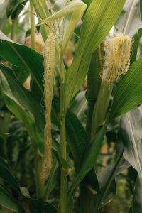 Kaboompics - Young Corn Cob Close Up
