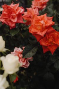 Kaboompics - Radiant Blooms: The Splendor of Colorful Roses