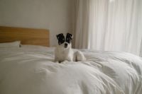 Kaboompics - Small Black and White Dog Sitting on a White Bed