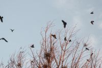 Kaboompics - Birds in Flight over Dry Seaside Branches