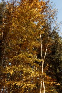 Kaboompics - Tall Golden Trees Against a Dark Forest Background