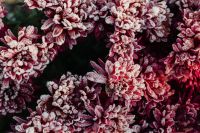 Kaboompics - Burgundy Frosted Leaves for Deep Red Winter Botanical Backgrounds
