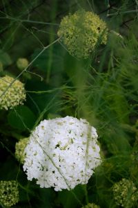 Kaboompics - White Hydrangea Ball Green Garden Background