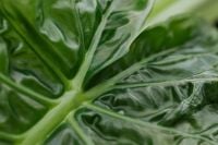 Kaboompics - Alocasia Leaf Close-Up with Natural Texture