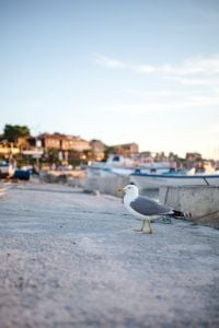 Seagull at Nessebar Port, Bulgaria