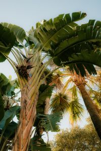 Kaboompics - Banana Tree and Palm in Warm Sunlight