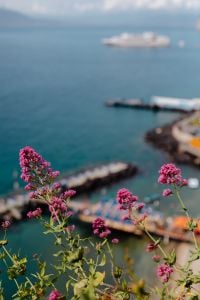 Kaboompics - Pink Wildflowers Framing A Cruise Ship And Sorrento Coastline