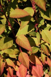 Kaboompics - Red and Green Autumn Leaves in Close-Up
