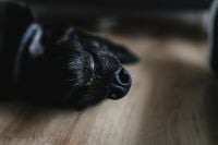 Kaboompics - Black Dog Muzzle Close-Up with Copy Space on Wood Floor