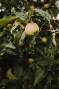 Kaboompics - Single Ripe Apple among Green Leaves