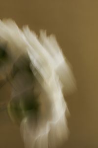 Kaboompics - Soft Motion-Blurred White Flower