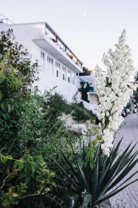 Kaboompics - Bushes of the blossoming yucca